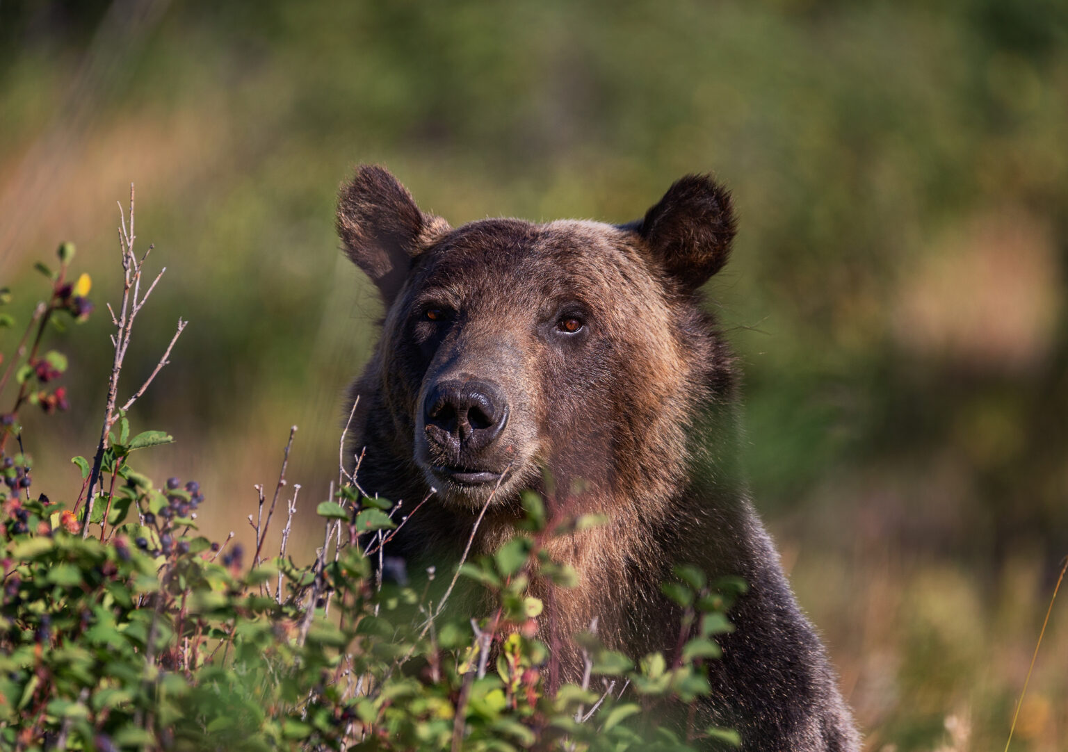 tours to canadian rockies from seattle