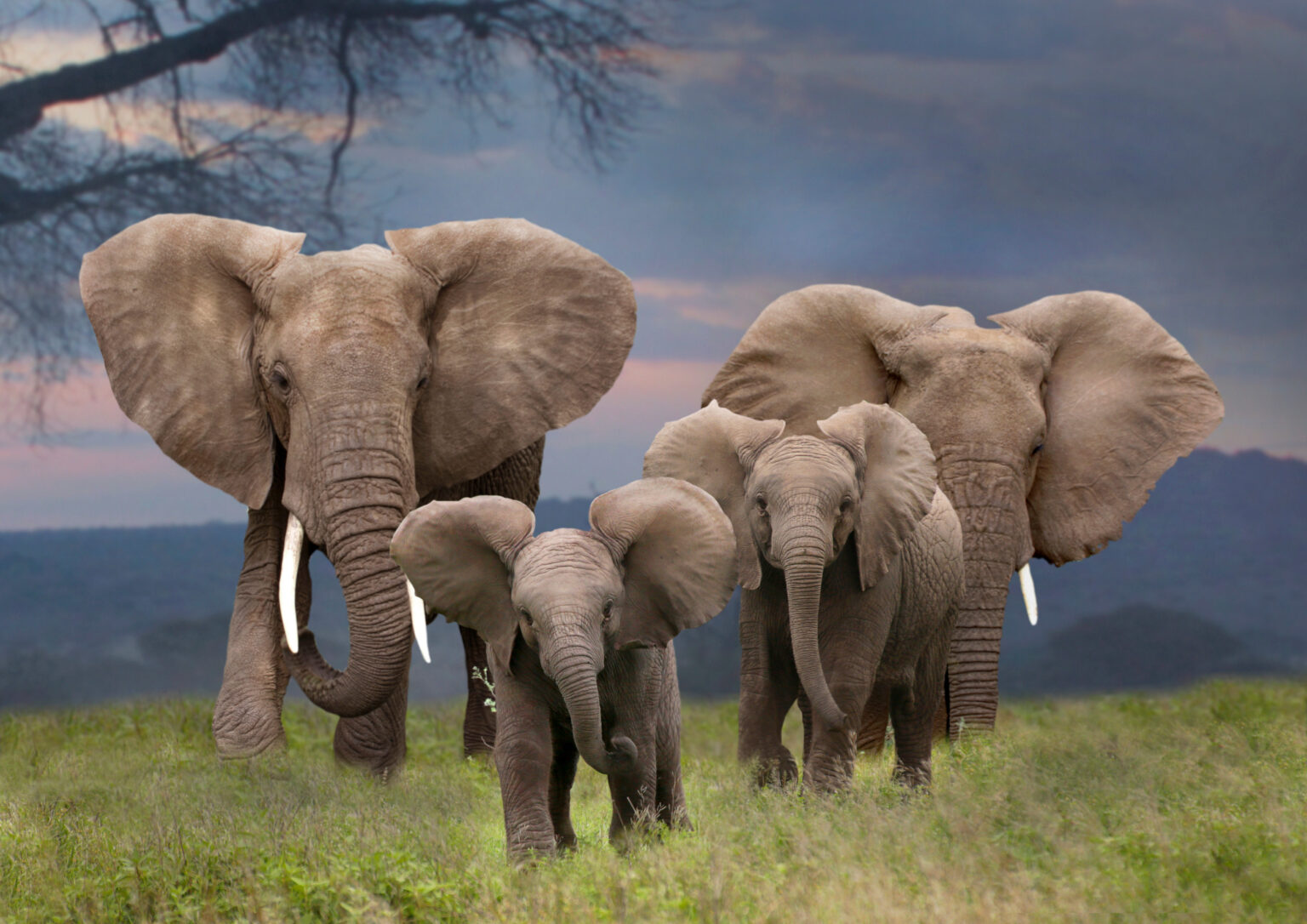 Elephant family