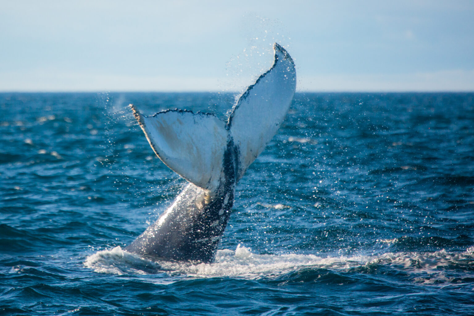 canadian maritimes train tours