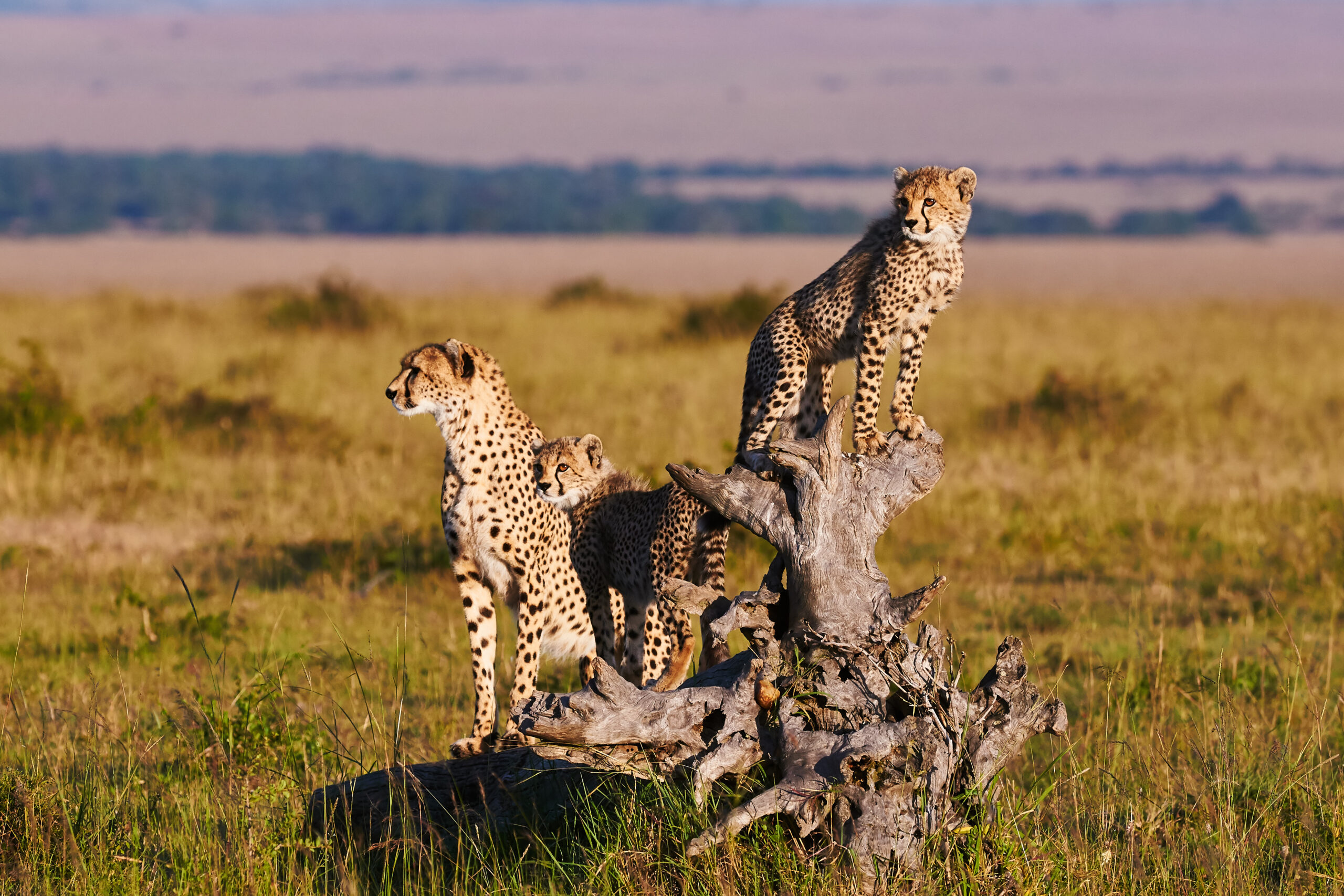 safari unlimited kenya