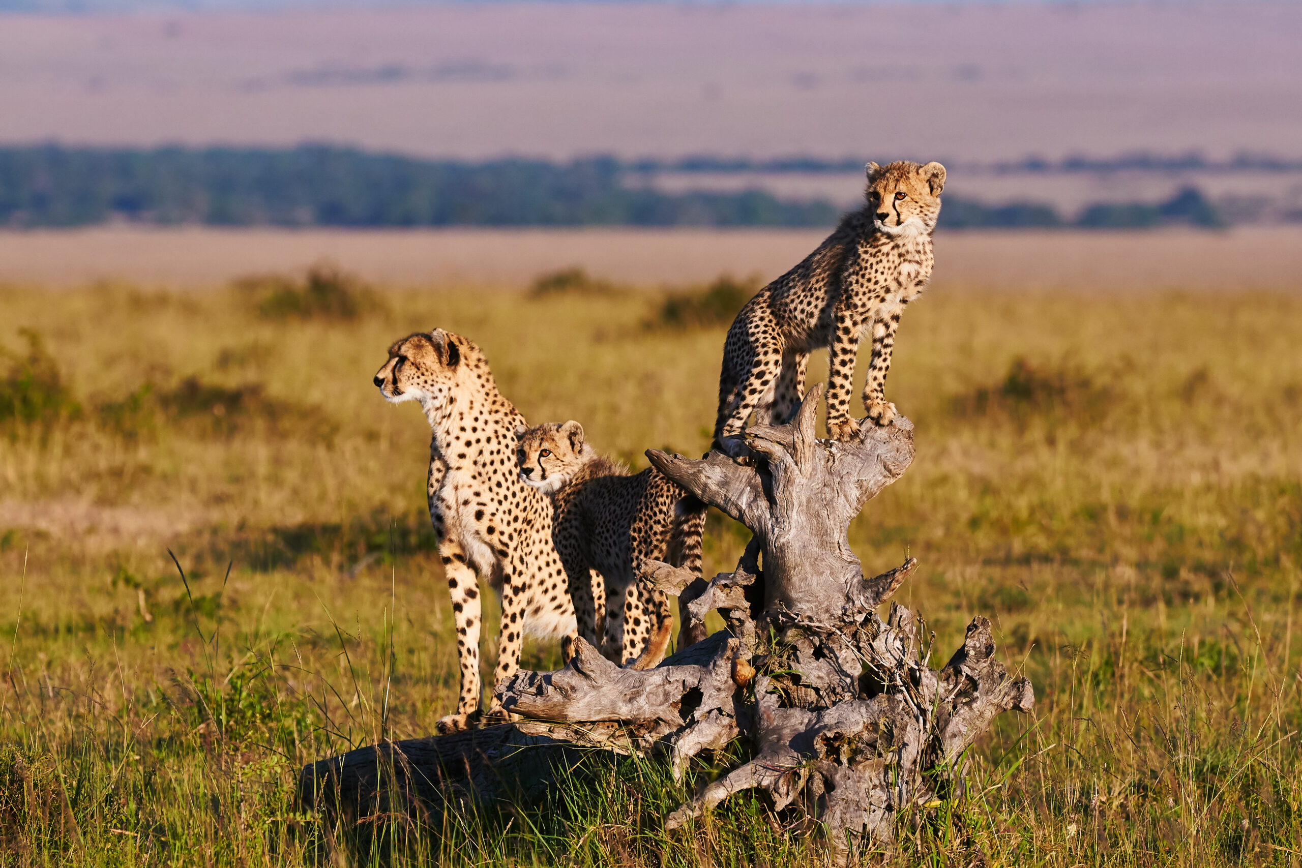 tanzania and kenya tours