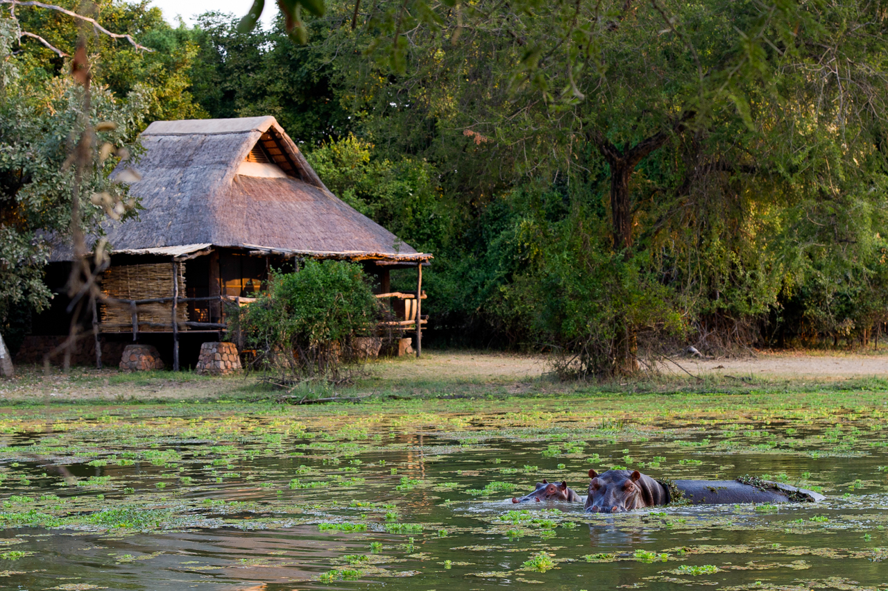 wildlife tour africa