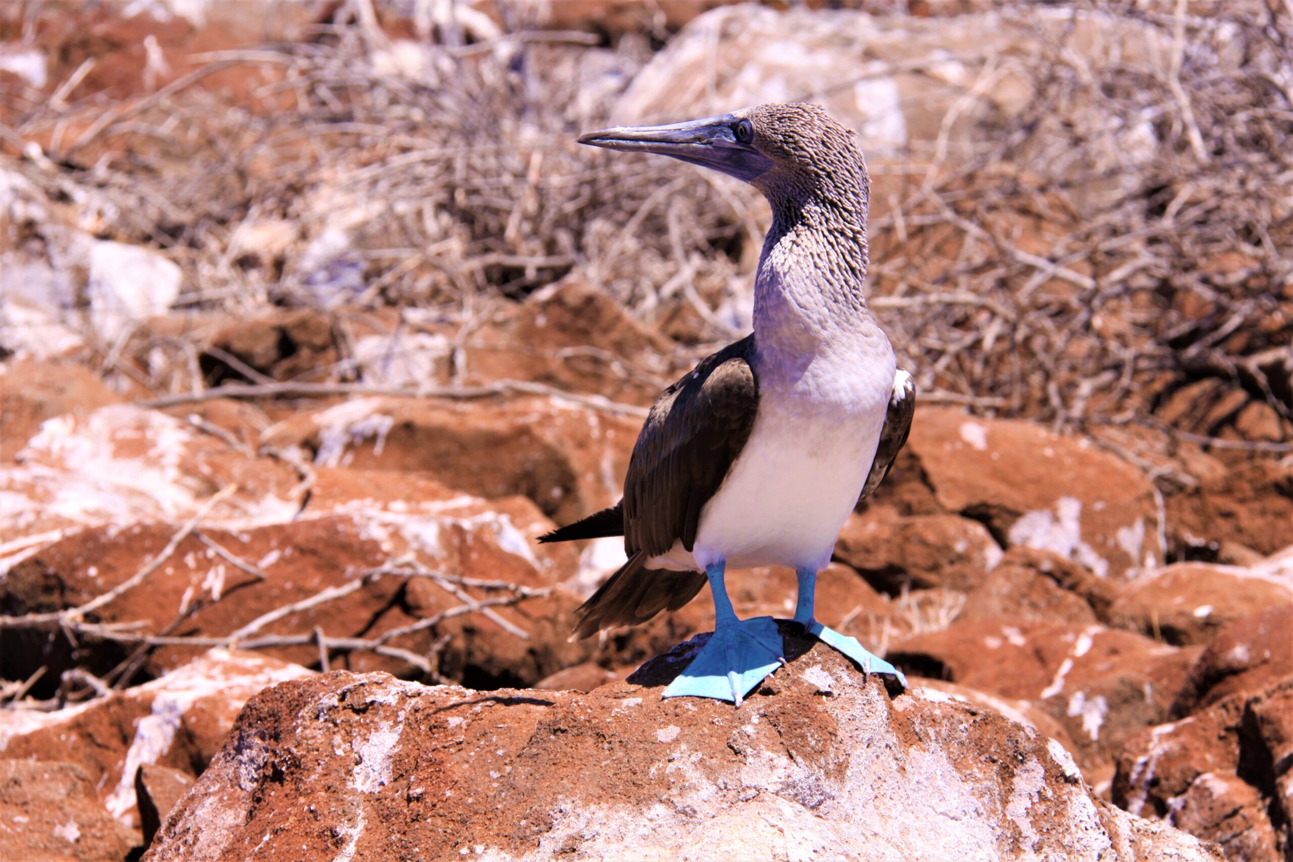 Blue-footed booby Galapagos Ecuador