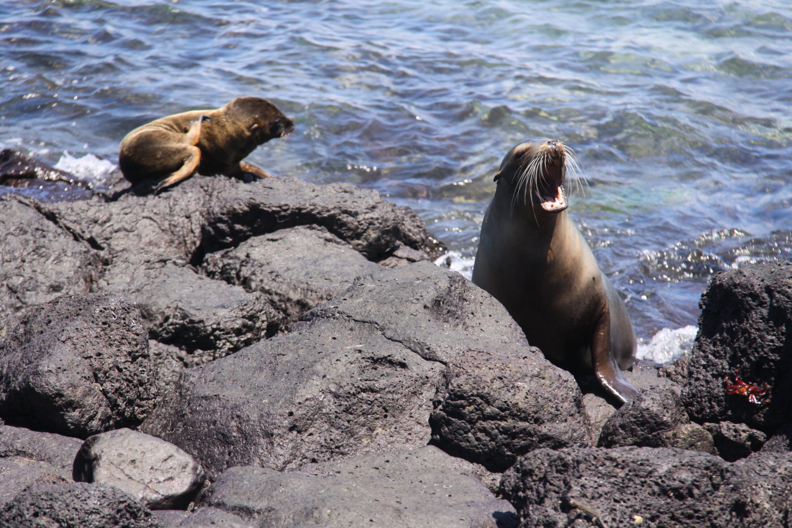 Seal pup Galapagos Ecuador