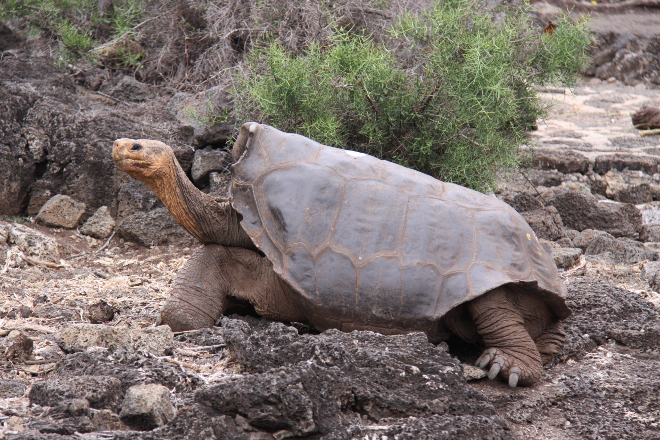 Galapagos tortoise Ecuador