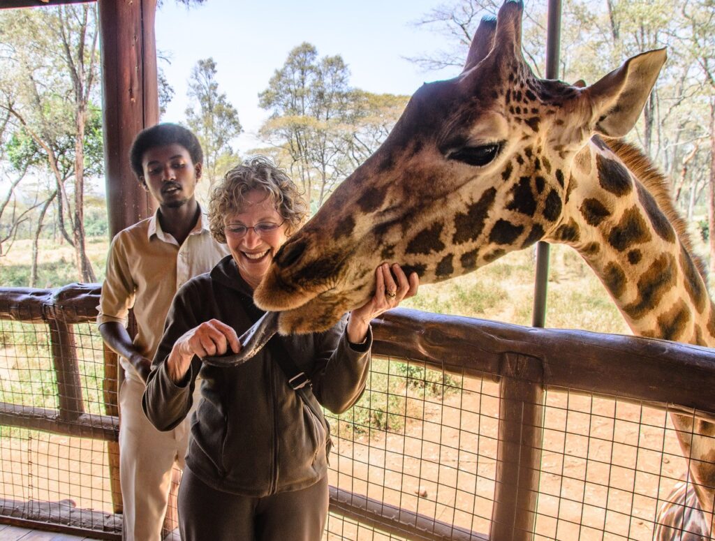 wildlife safari giraffe national giraffe center nairobi