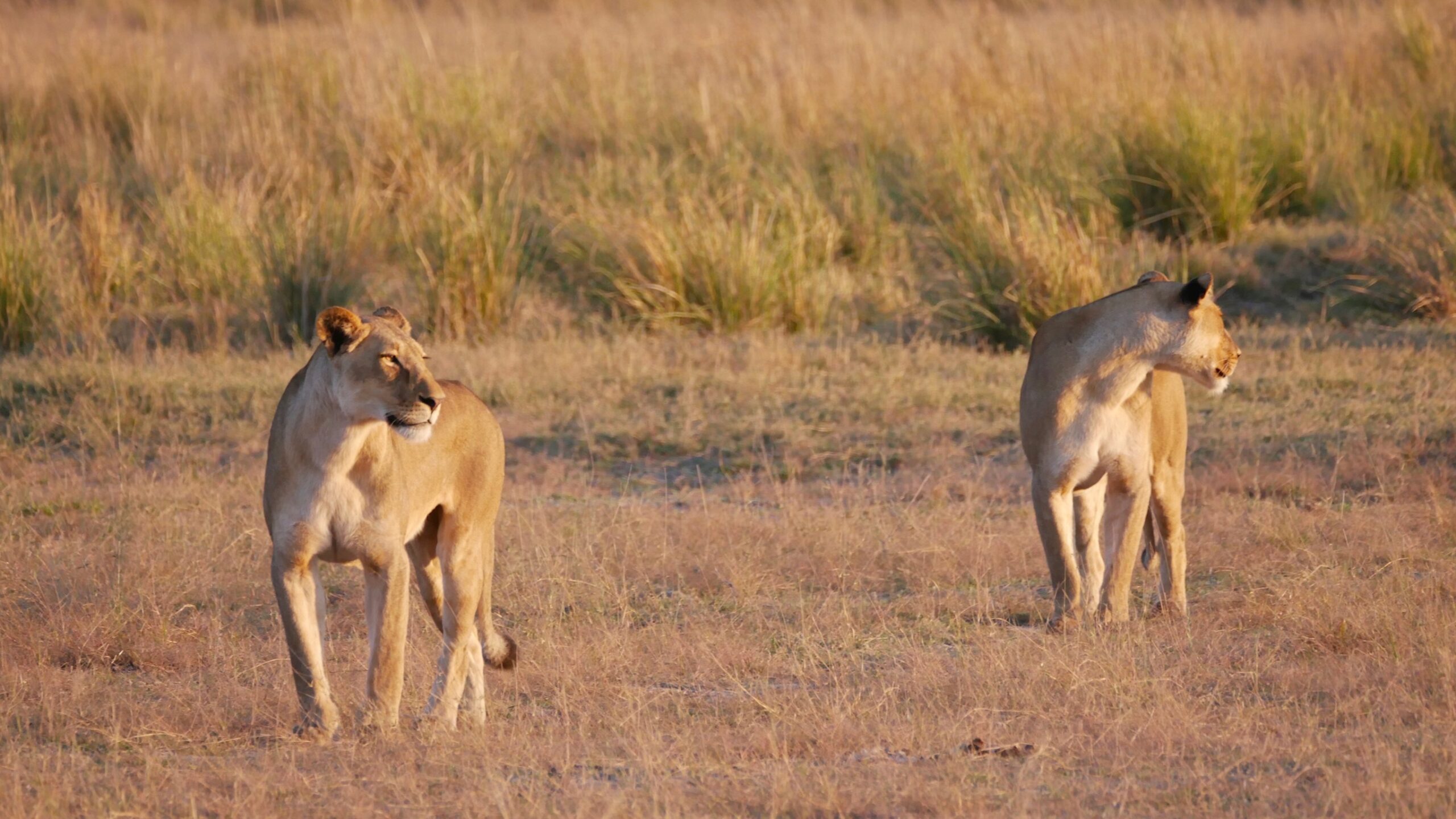 african safari female lion