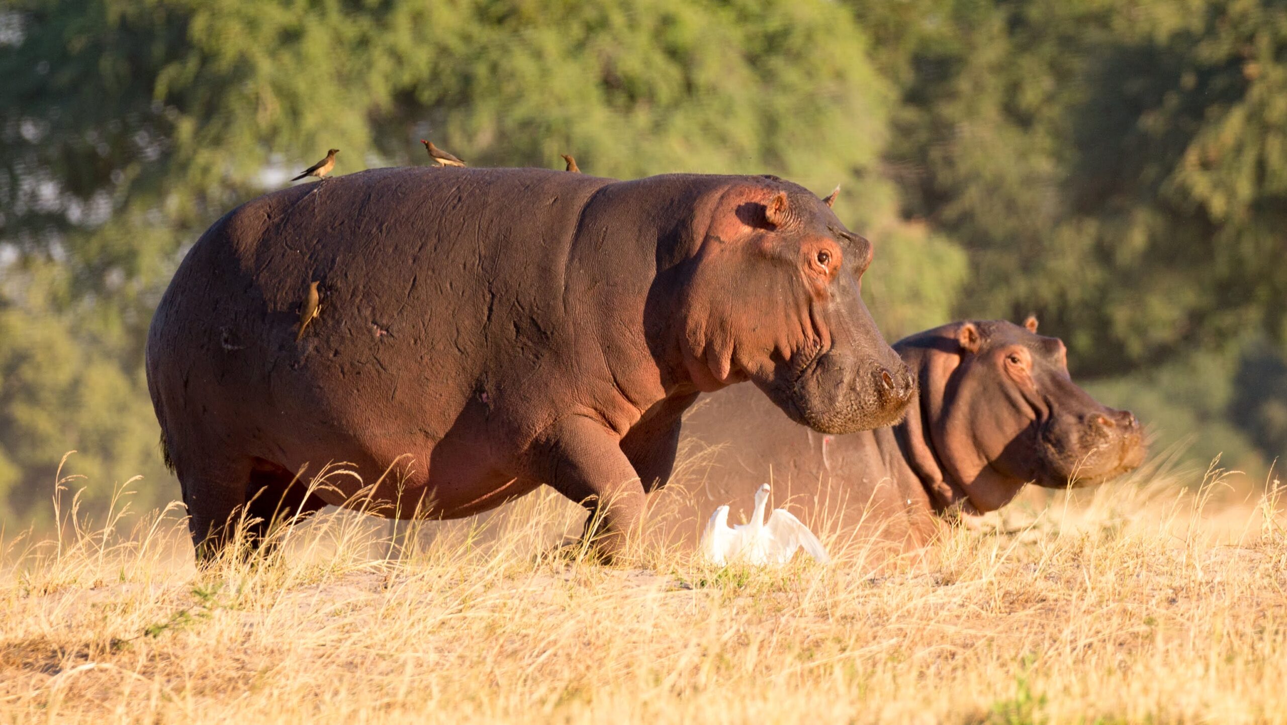 hippo lower zambezi national park