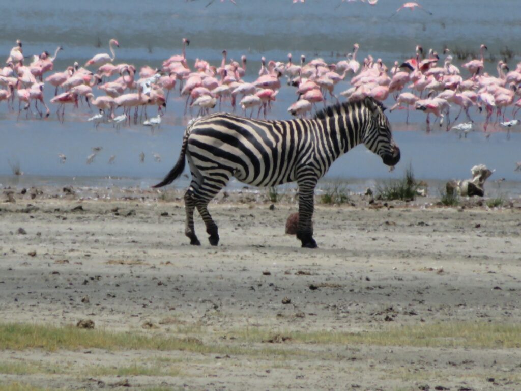 zebra flamingo tanzania adventure