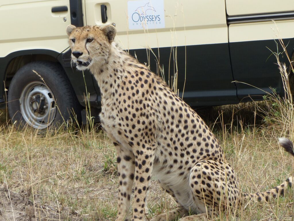 african safari cheetah