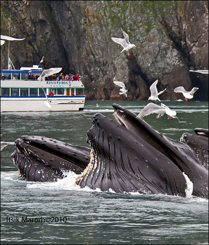 whales Alaska