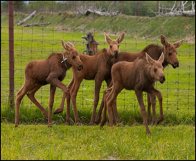 moose Alaska