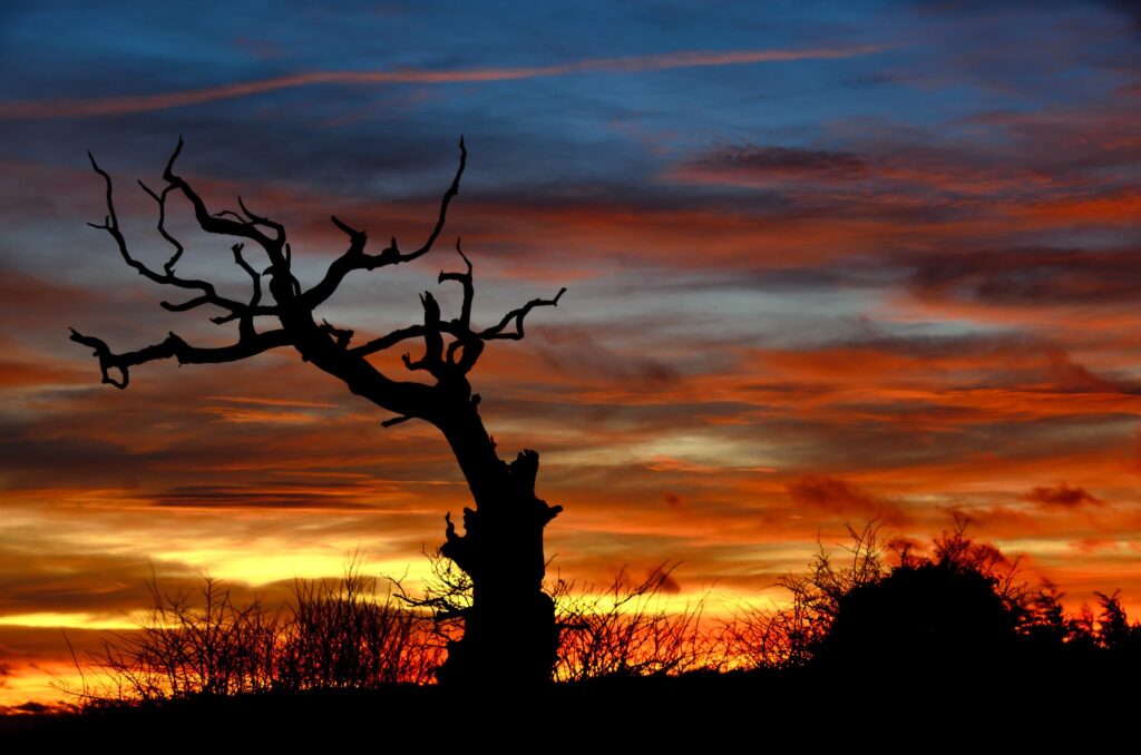 this is a photo of a tree in winter