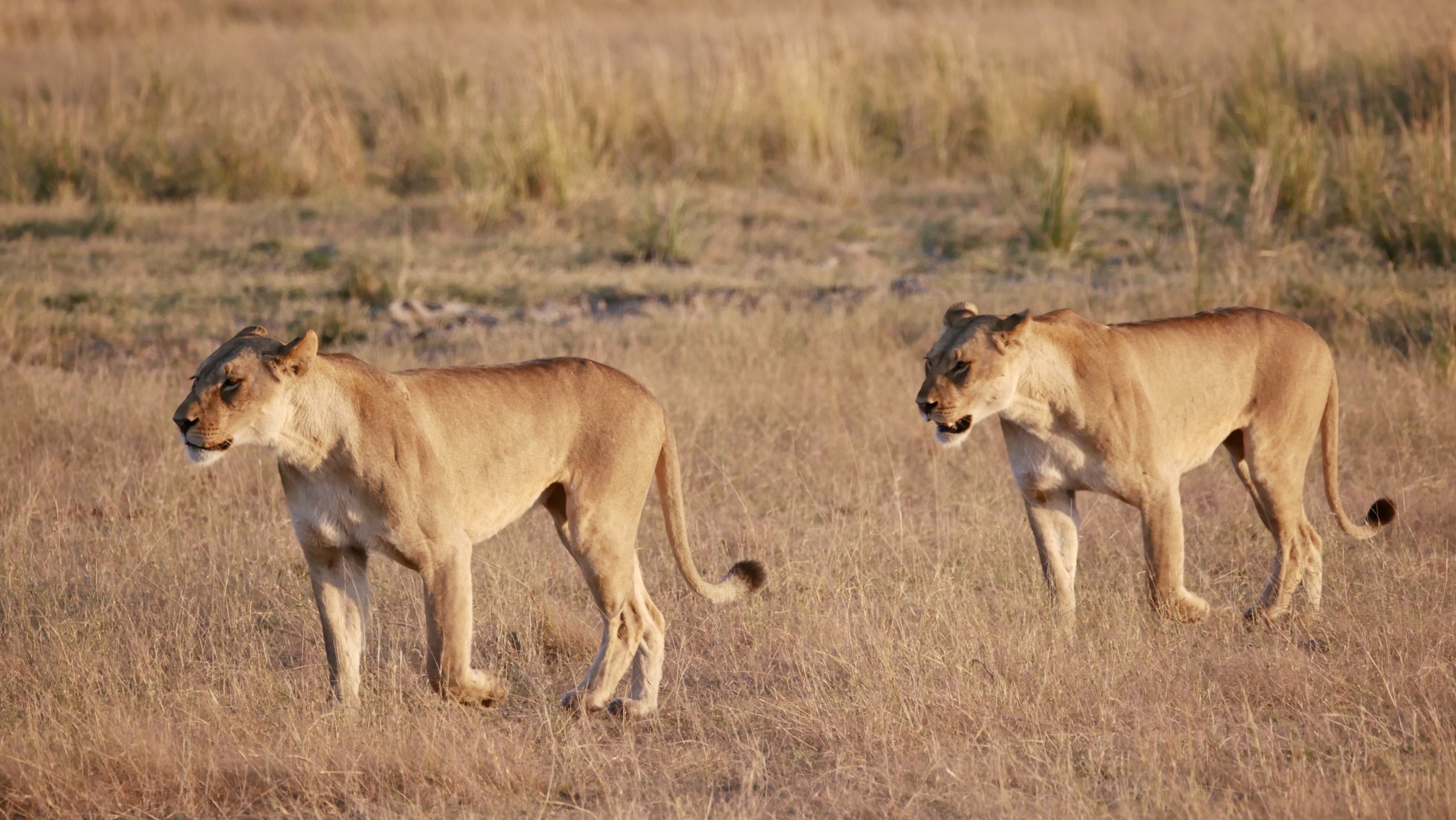 5 Destinations Perfect for Spotting Wildlife Odysseys Unlimited