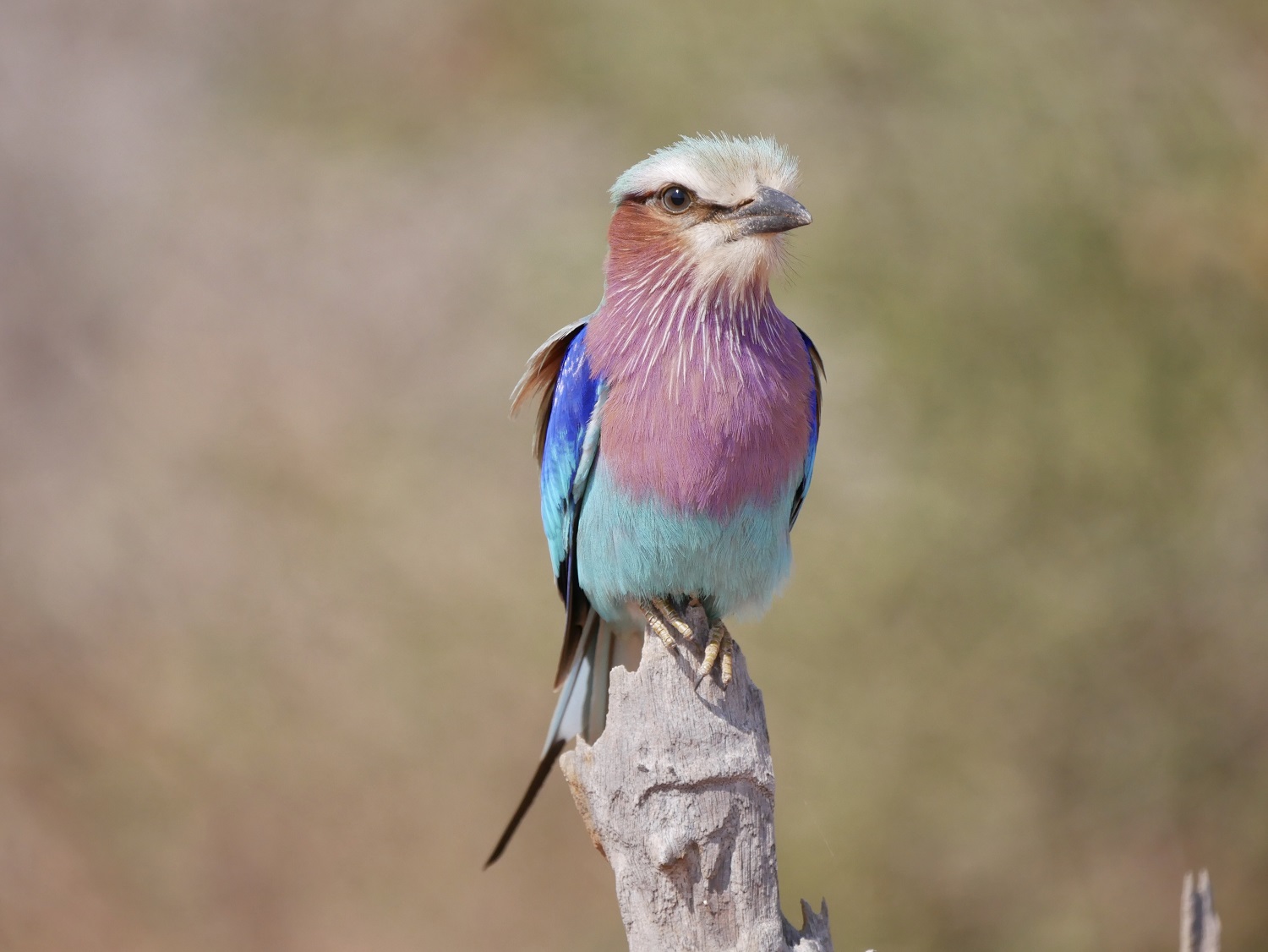 lilac-breasted roller africa's wildlife