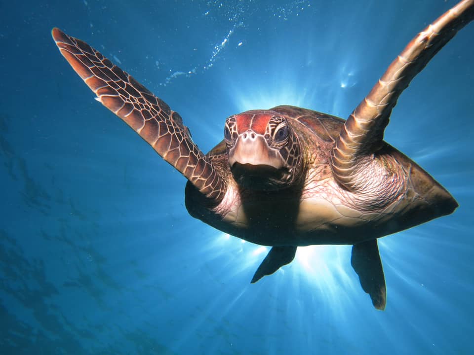 sea turtle great barrier reef australia