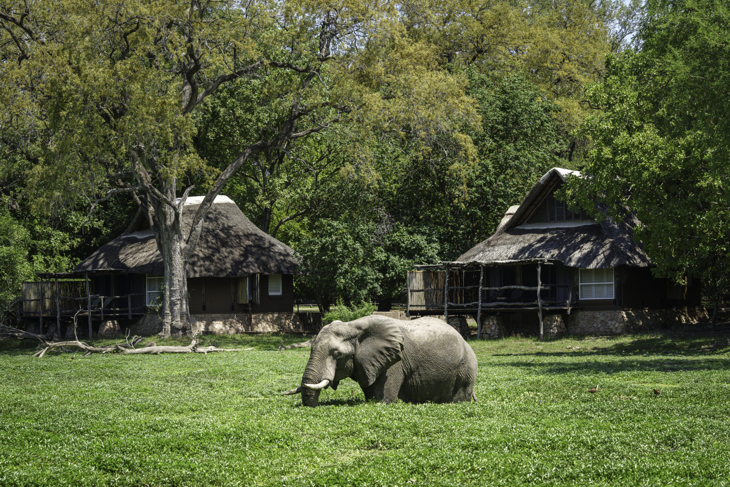 Mfuwe Lodge Zambia