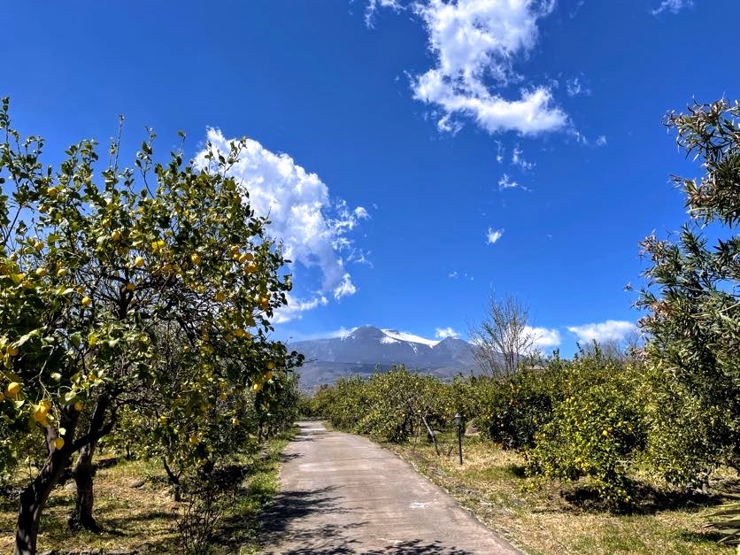 sicily lemon farm lunch
