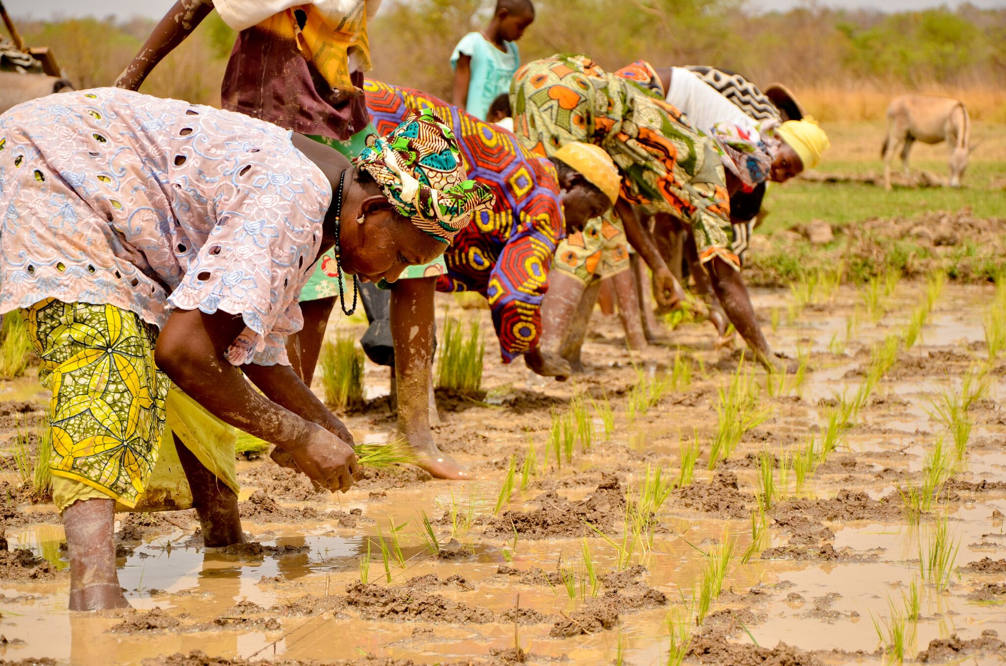 African People Rice Rice as a Way of Life | Odysseys Unlimited
