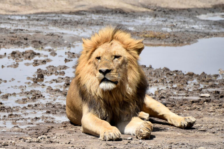 Lion close-up photo by Angela Kull