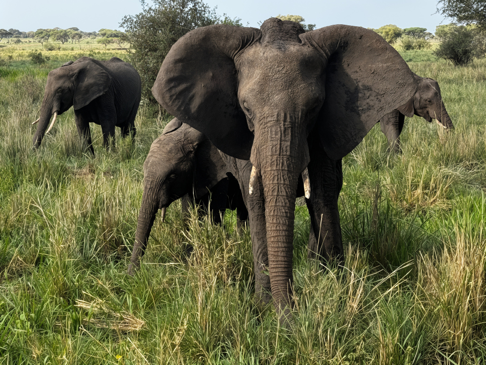 elephant brooks clark tanzania