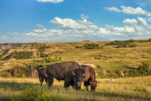 Bison in the Theodore Roosevelt National Park - North Unit - North Dakota Badlands - buffalo