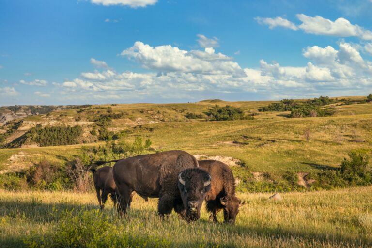 Bison in the Theodore Roosevelt National Park - North Unit - North Dakota Badlands - buffalo