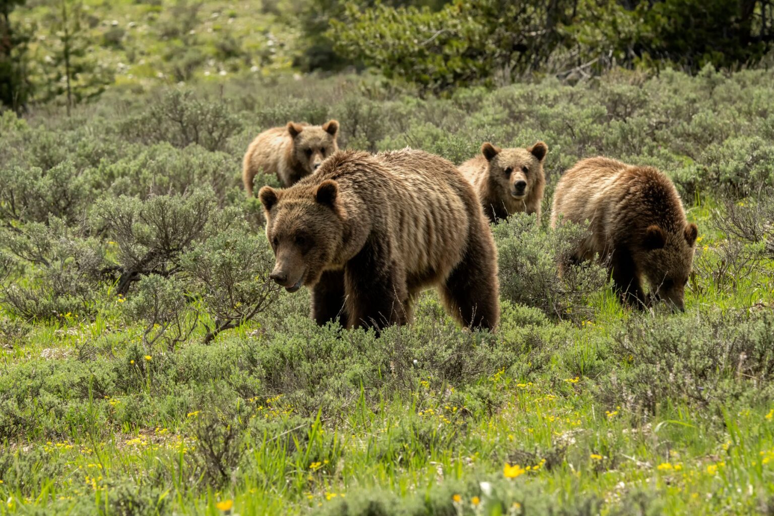 Grizzly #610 (Ursus horribilis) with her 3 cubs in sagebrush meadow; Grand Teton National Park; Wyoming