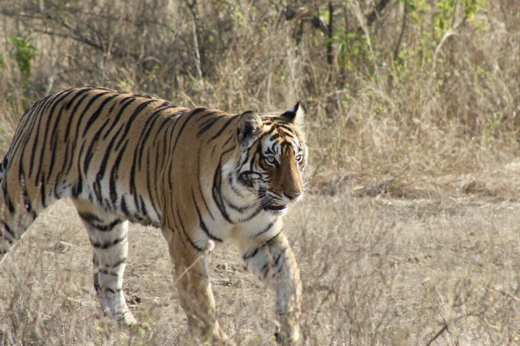 tiger ranthambore india melissa hampton-steele