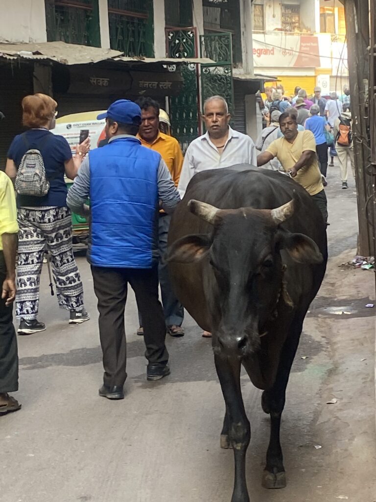 cattle marketplace varanasi india peggy