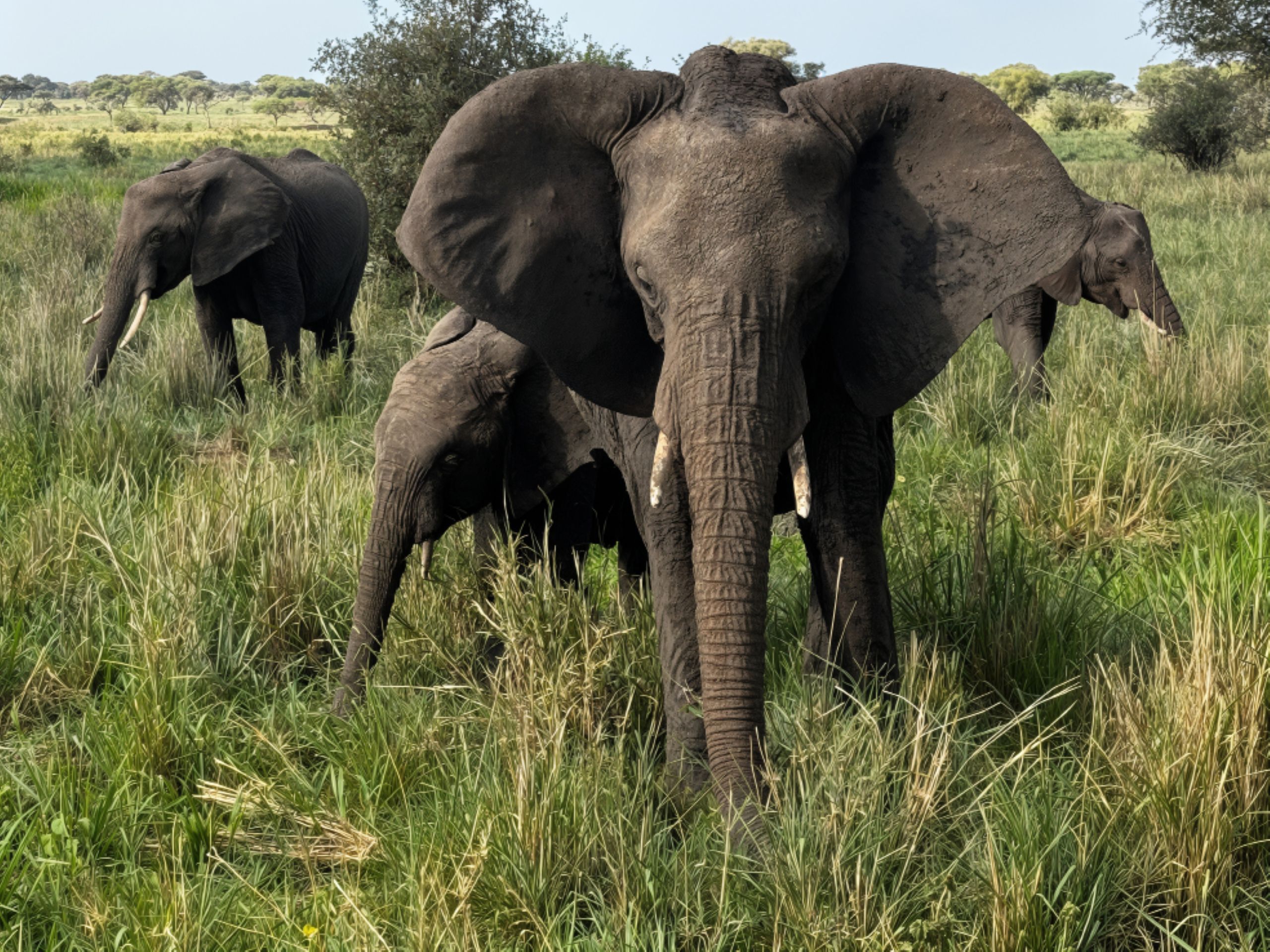 Brooks and Karen Clark came face to face with iconic wildlife in Tanzania