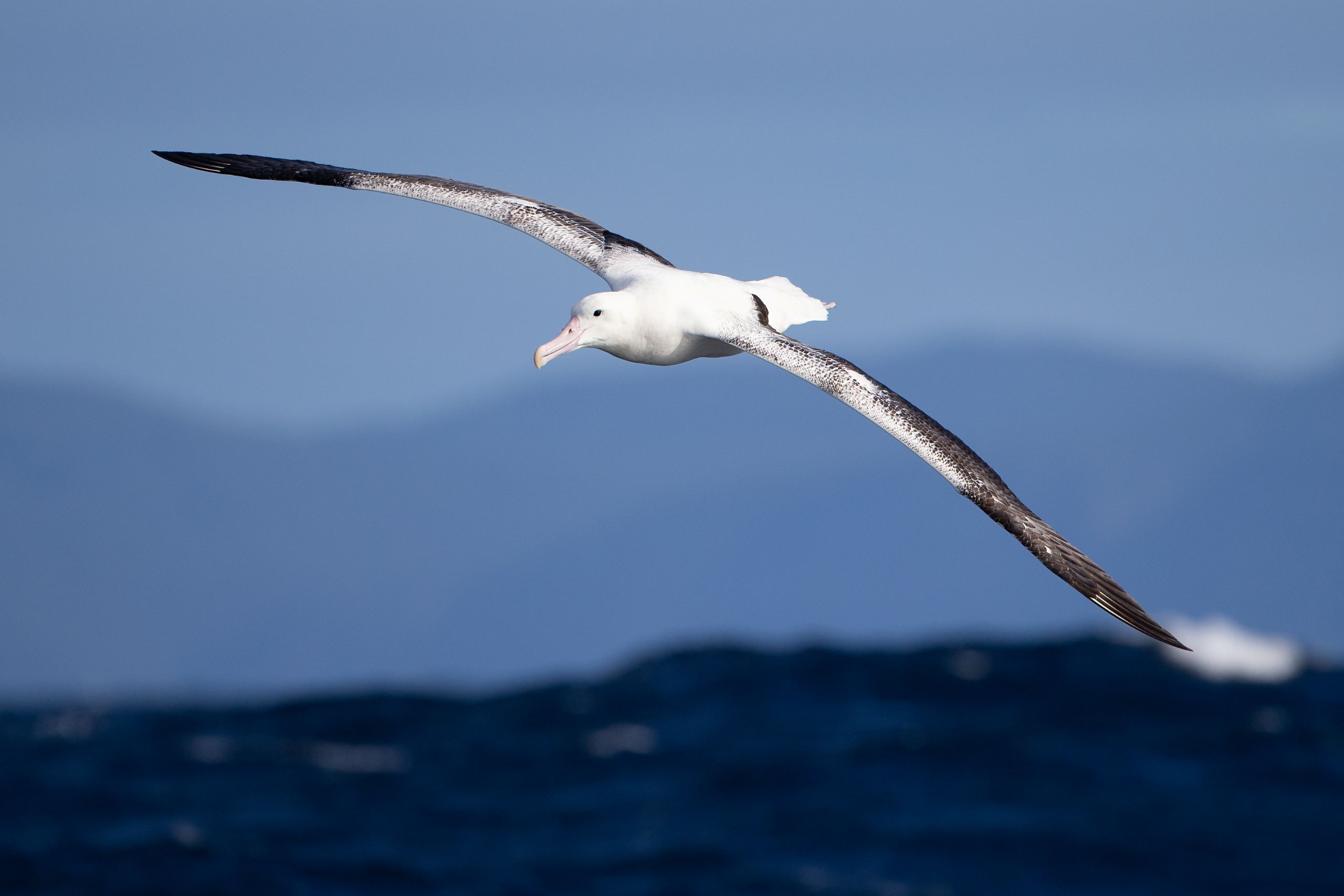 northern royal albatross